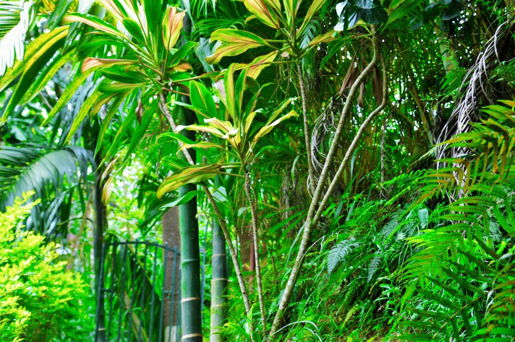 Green Cottage Ella Exteriör bild